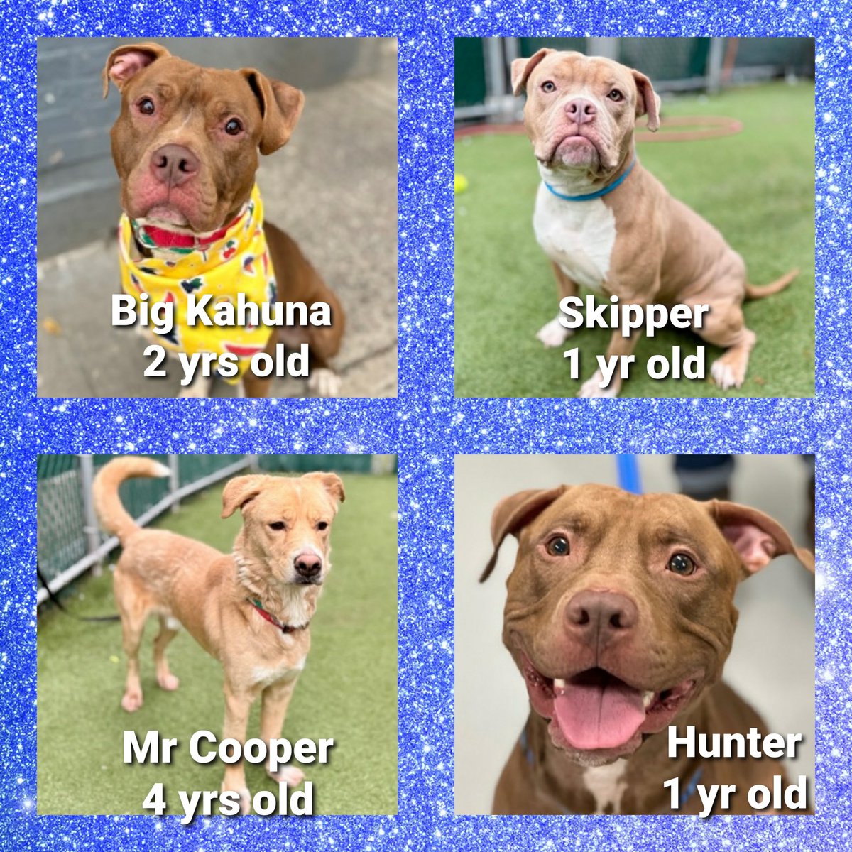 Cozy Paws🐾 tweet media