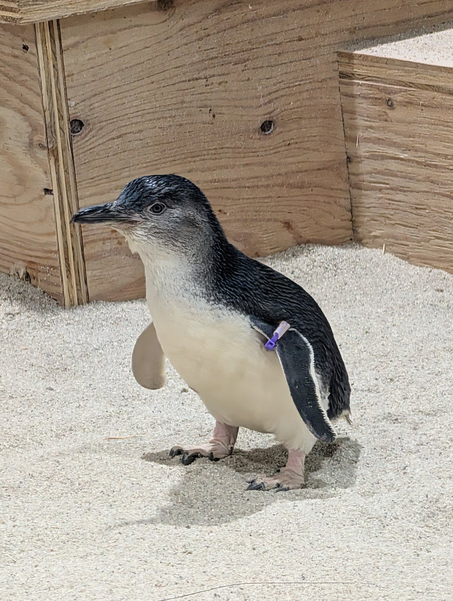 ペンギンバザール tweet media