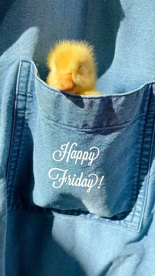 °ℛ𝓊𝒷𝓎ℛℴ𝓈ℯ° tweet media