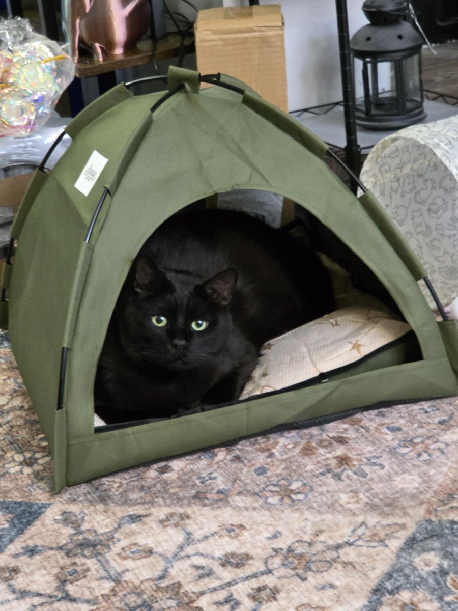 Cinderella 🐟💡 tweet media