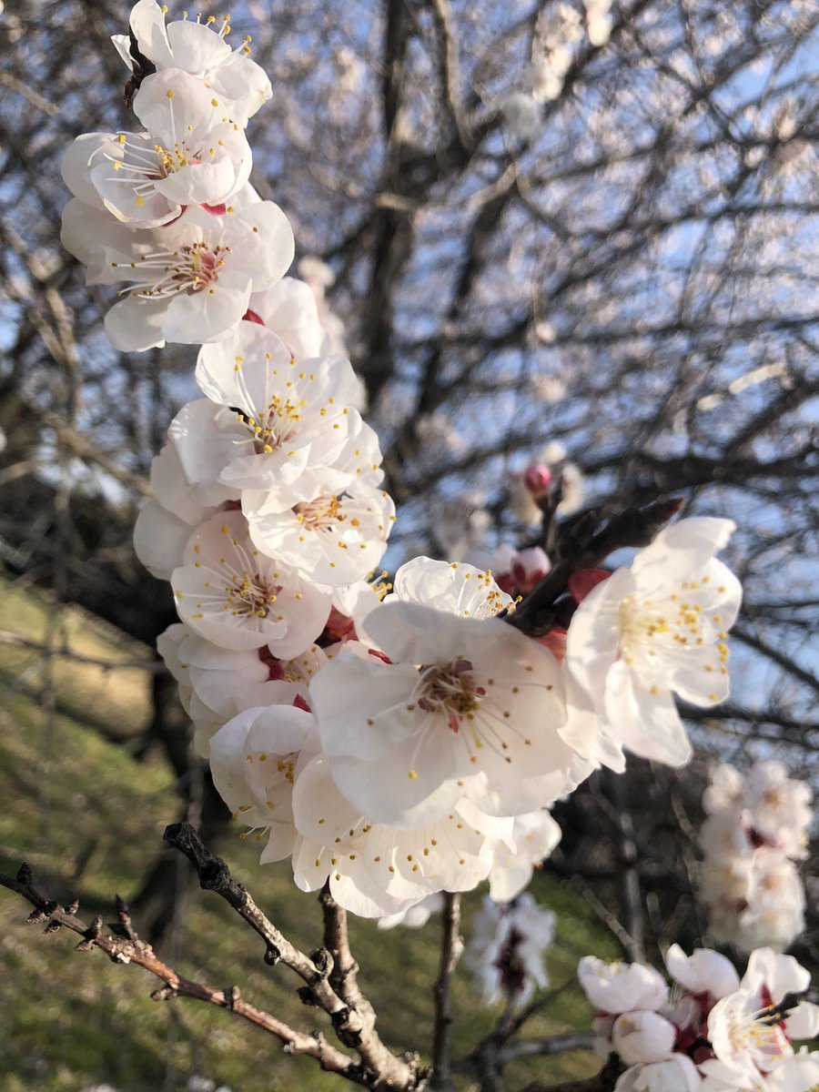 はくふさん♨️ tweet media