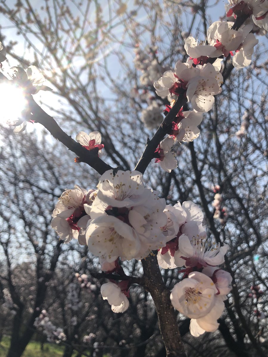 はくふさん♨️ tweet media