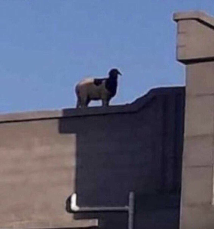 𝓐𝓶𝓷•❀🇲🇦⭐️⭐️ tweet media