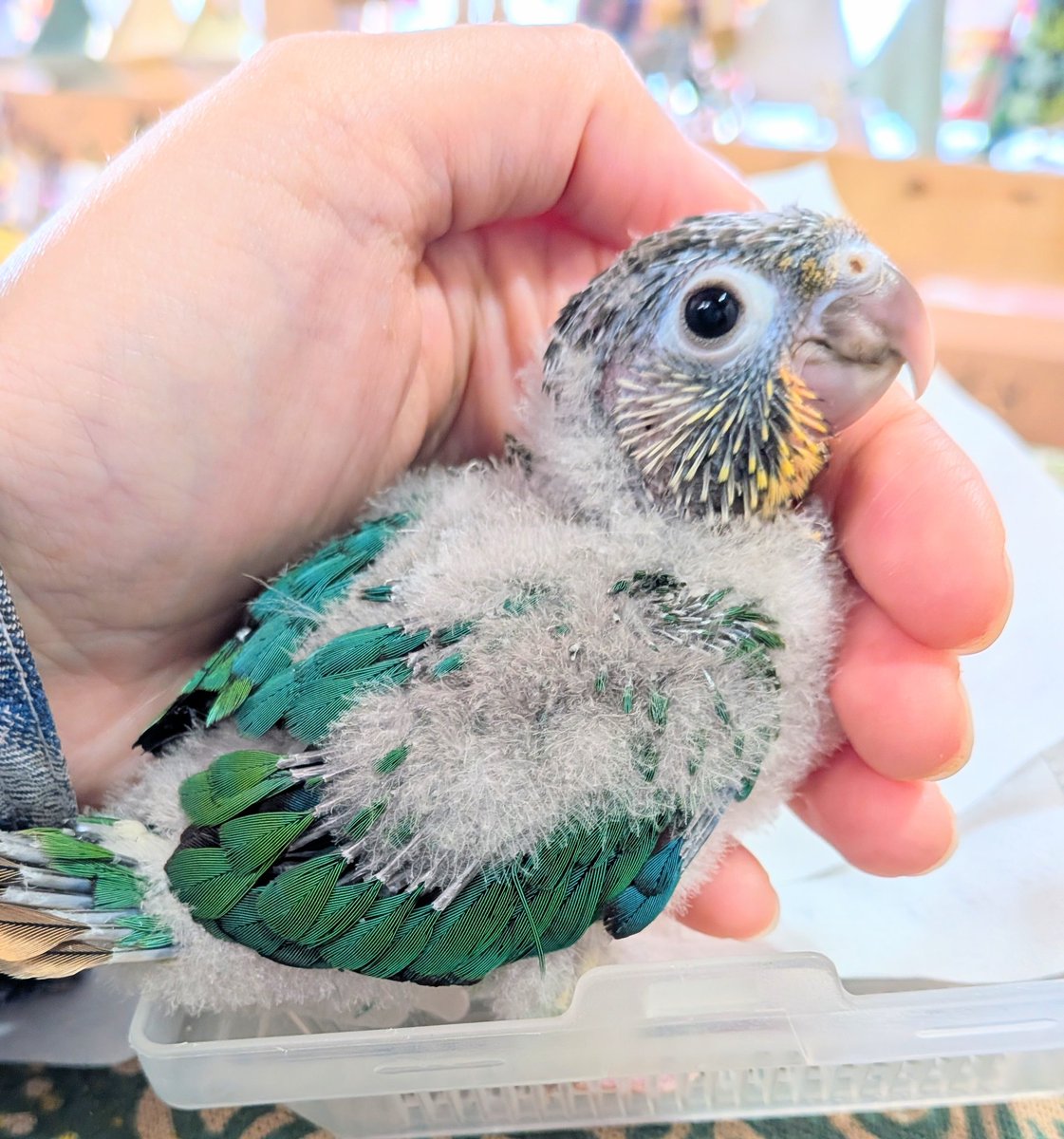 P&C LEON 小鳥専門店 tweet media