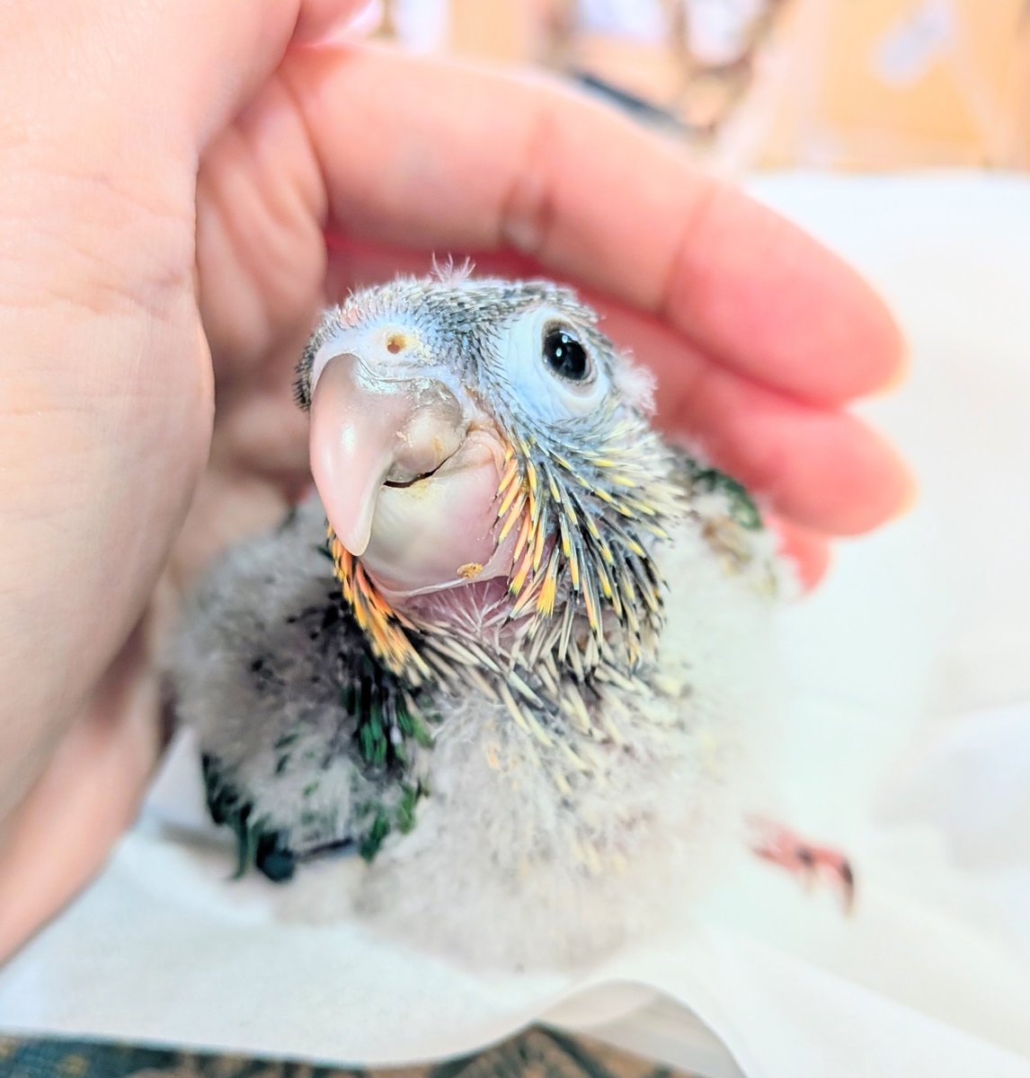 P&C LEON 小鳥専門店 tweet media