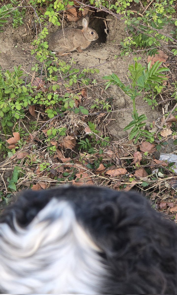 Sultan of Swing tweet media