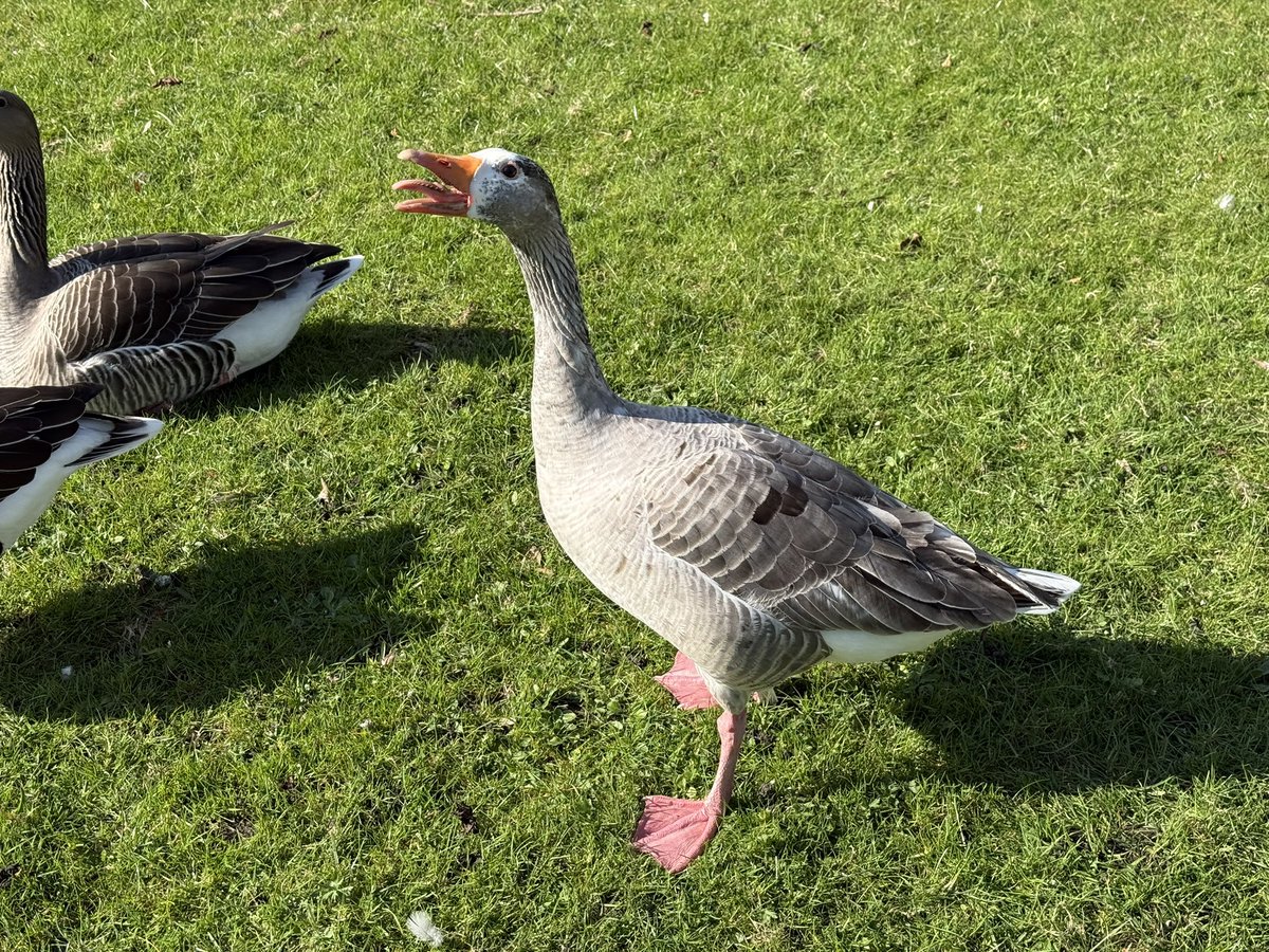 All_The_Geese tweet media