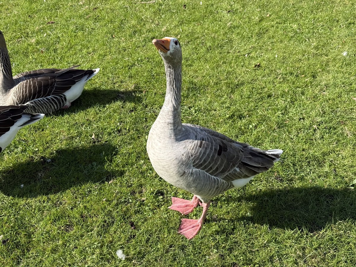 All_The_Geese tweet media