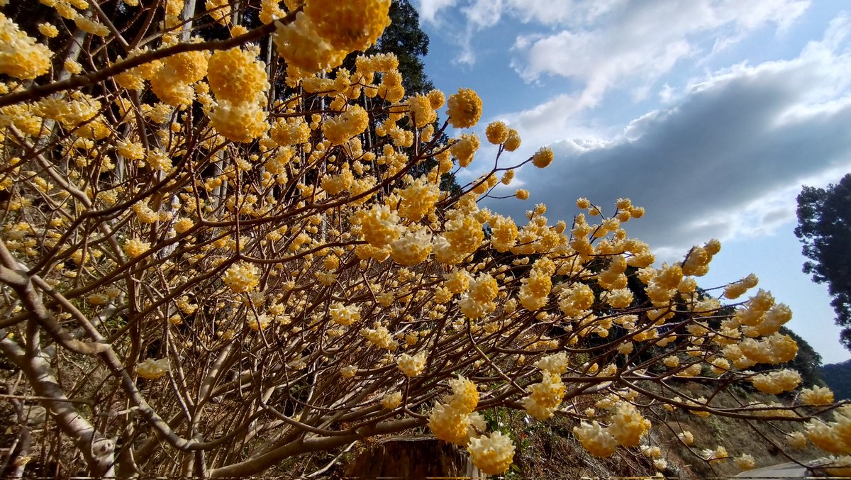 ゆら松 tweet media