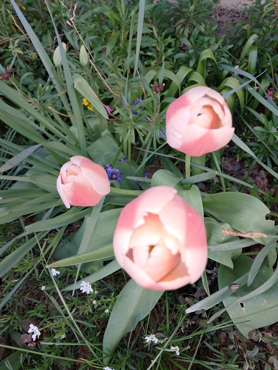 Potato Deschanel 🖤🕯️🚜 tweet media