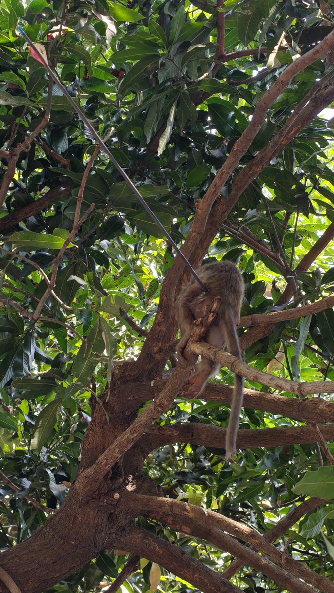 Save SGNP tweet media