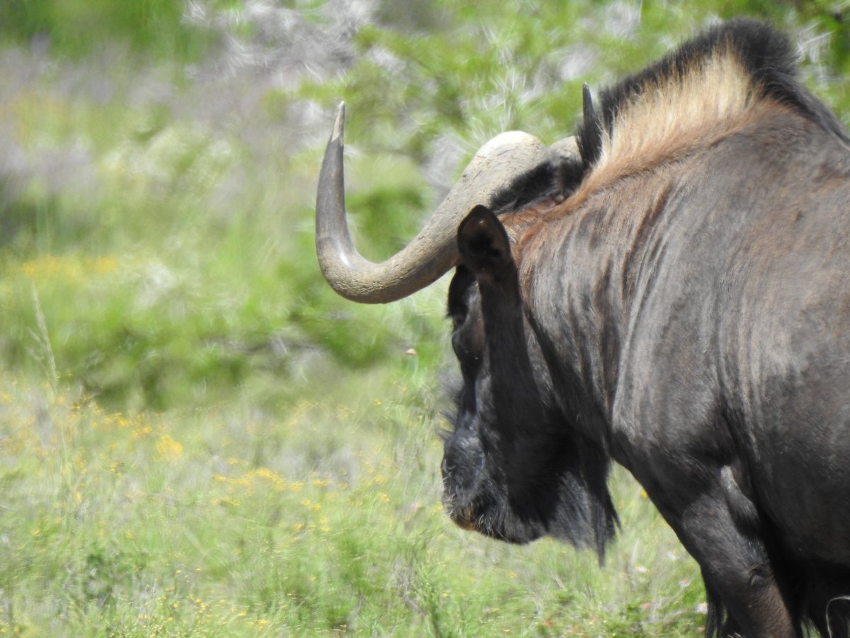 SANParks Mountain Zebra tweet media