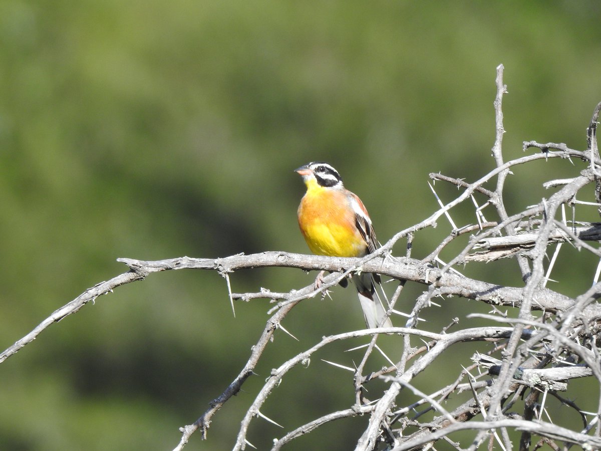 SANParks Mountain Zebra tweet media