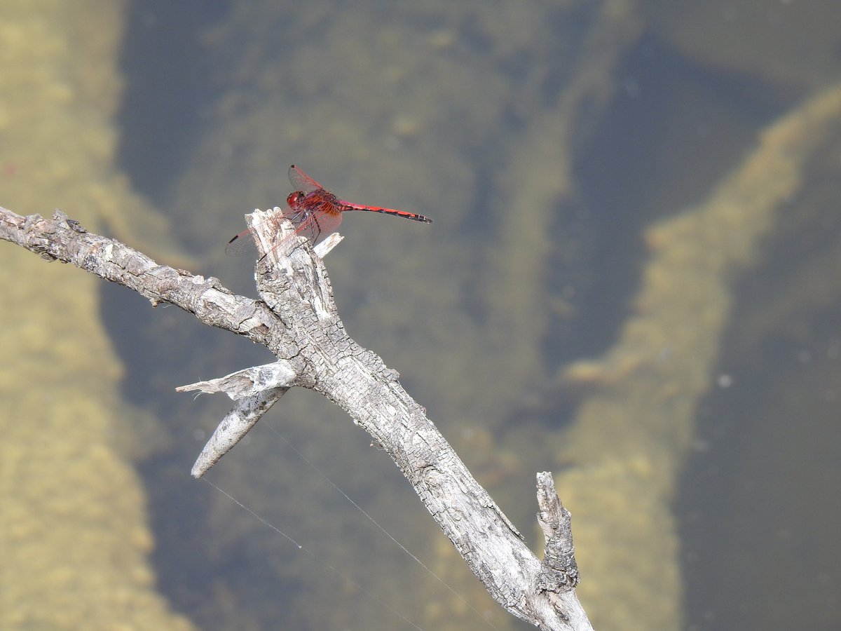 SANParks Mountain Zebra tweet media