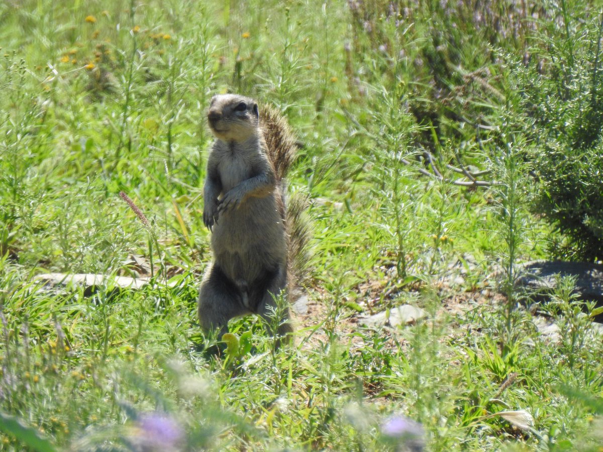 SANParks Mountain Zebra tweet media