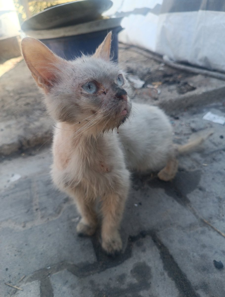 Yousef in Gaza 🇵🇸 tweet media