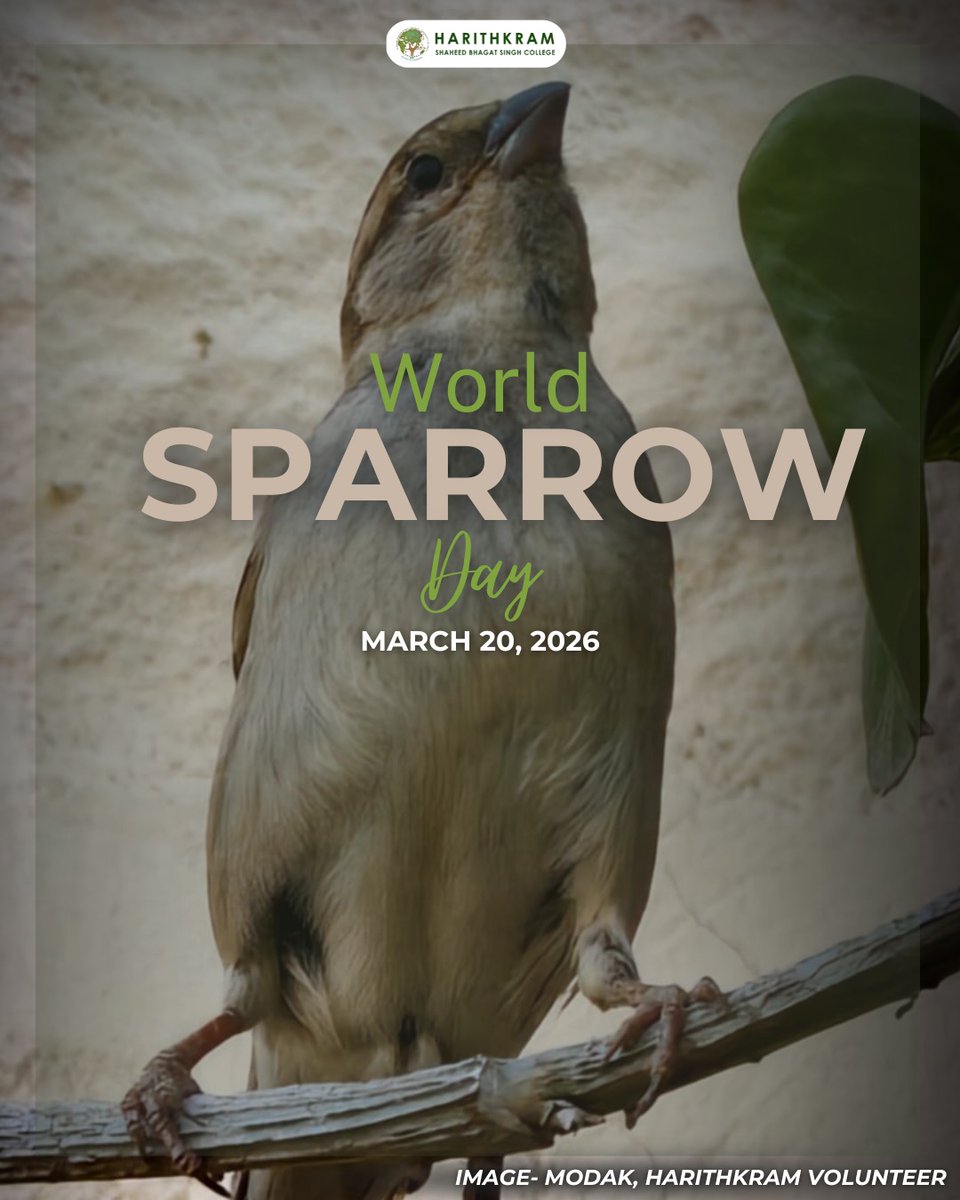 harithkram's tweet photo. World Sparrow Day – 🐦🌿
Harithkram celebrates World Sparrow Day to remind us about the small birds that we used to see every day around our homes. 
Sparrows may be small, but they play a significant role as pollinator in ecosystems. https://t.co/ouJGzGTieO