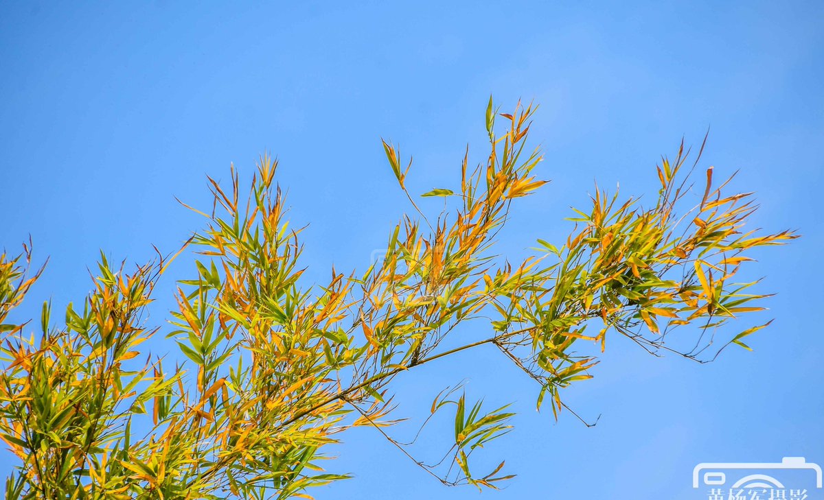 Kent Garcia tweet media