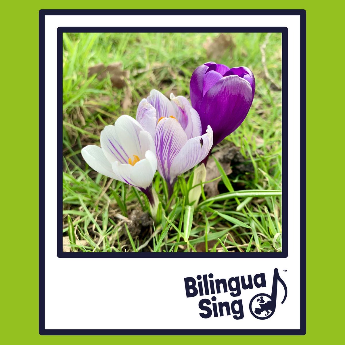 BilinguaSing | Kids language franchise 🌎 tweet media