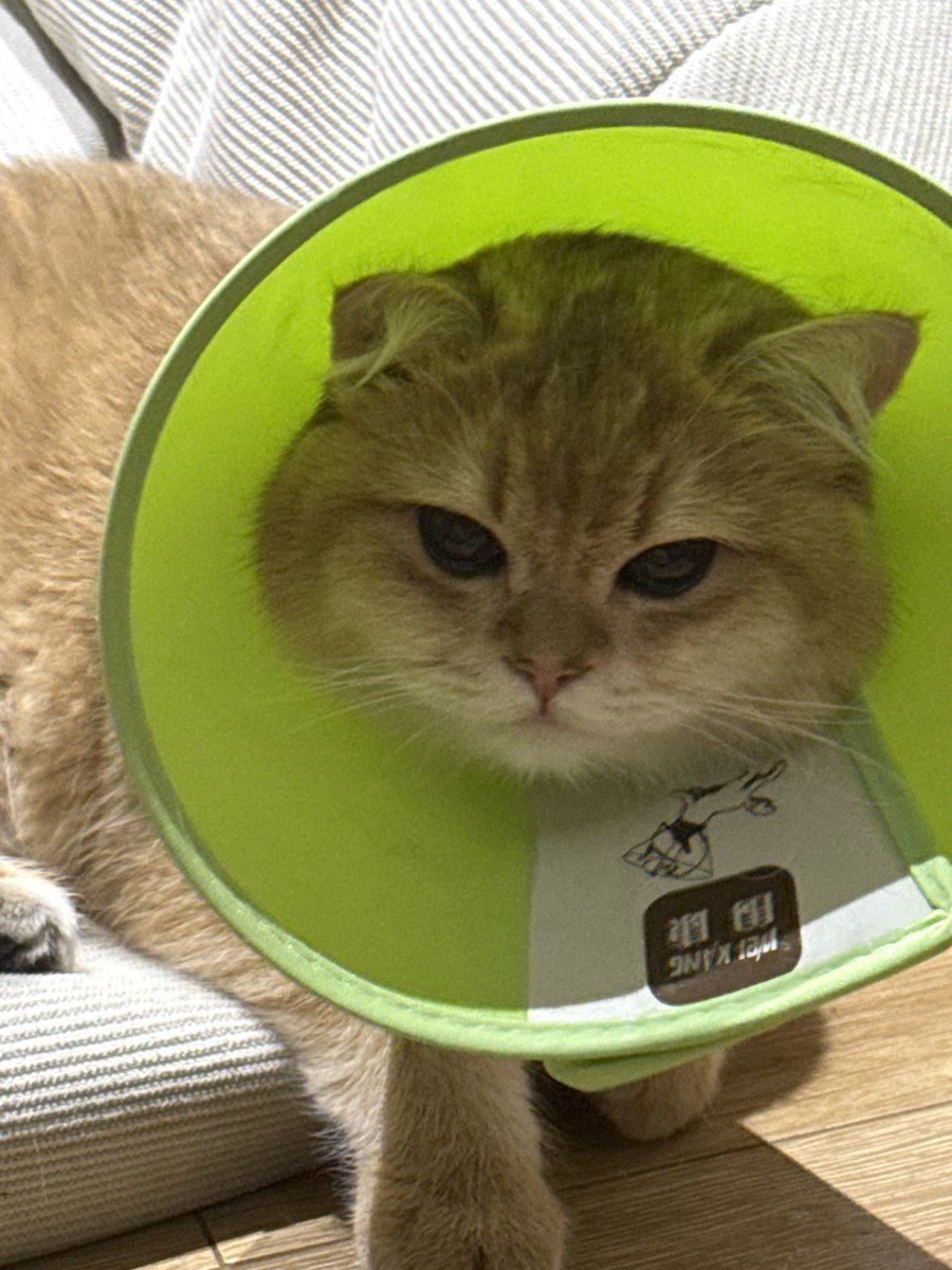 还是有点饿 tweet media