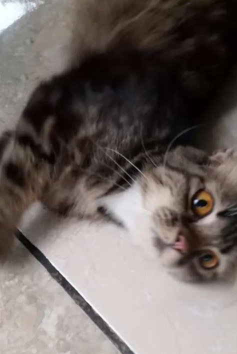 raven | rei's+leo's lover 🌂📱 tweet media