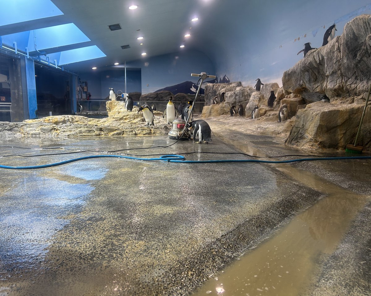 NagasakiPengin's tweet image. 亜南極ペンギン室にていたずらっ子2羽の姿を捉えました📸
#長崎ペンギン水族館 #penguin #aquarium
#長崎 #長崎観光 #水族館 #ペンギン
#ジェンツーペンギン #いたずら #共犯