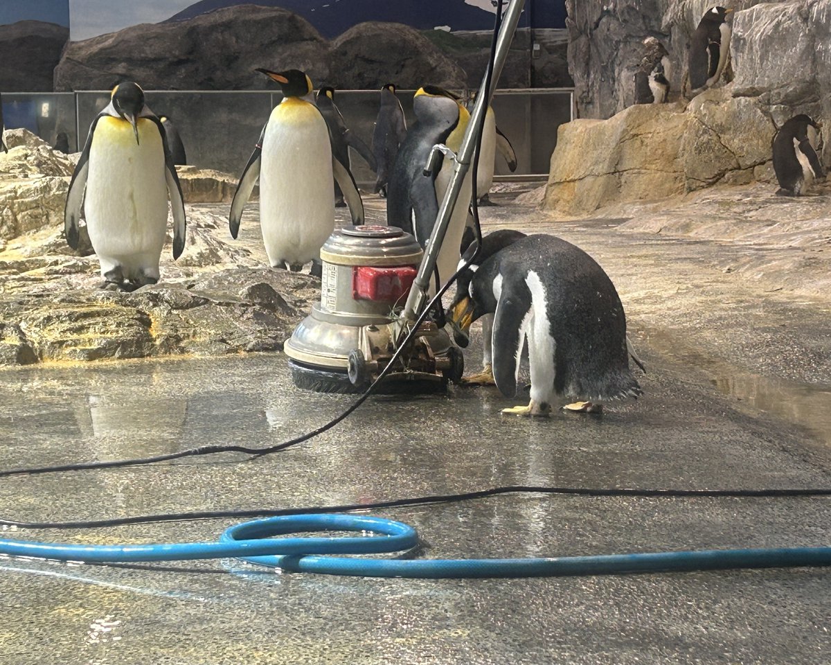 NagasakiPengin's tweet image. 亜南極ペンギン室にていたずらっ子2羽の姿を捉えました📸
#長崎ペンギン水族館 #penguin #aquarium
#長崎 #長崎観光 #水族館 #ペンギン
#ジェンツーペンギン #いたずら #共犯