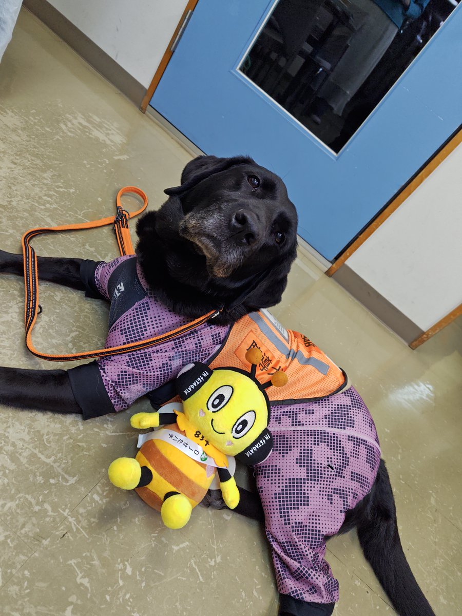(公式)公益社団法人 日本聴導犬推進協会 tweet media