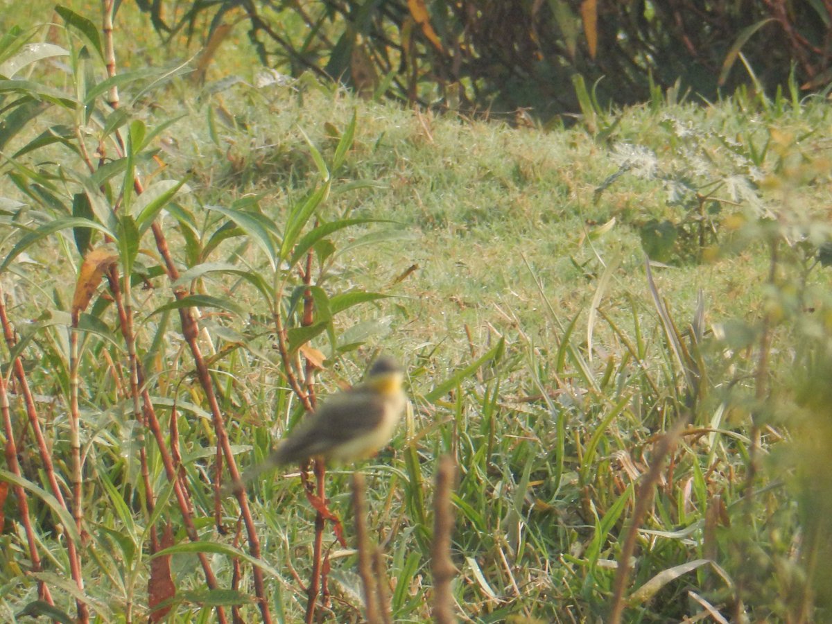 Raja Subramani tweet media