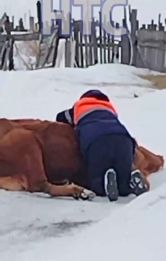 ИДИ И СМОТРИ
Это кадр из разрывающего душу видео, на котором многодетная русская мать, заливаясь рыданиями, обнимает свою убитую полицаями корову - единственную кормилицу для своих детей
Массовый и незаконный забой скота в русских регионах Сибири и Поволжьяt.me/sergeyrusov/16…