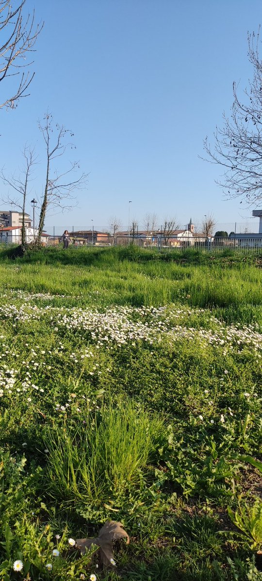 A.M.Z.  VIOLA DEI PENSIERI. tweet media