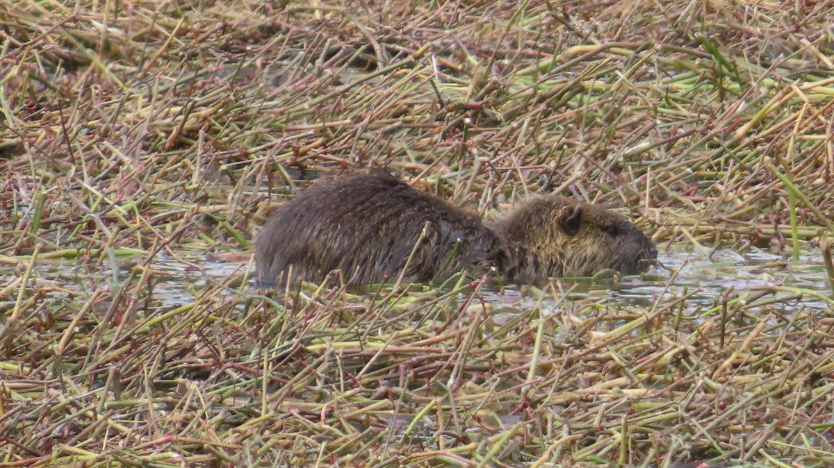 coypu_jp's tweet image. 昆陽池公園 ヌートリアとコウノトリのツーショット 3月20日
コウノトリは J0857♂健翔（けんと）でした
#nutria #coypu #ヌートリア #ragondin #昆陽池公園 #コウノトリ #J0857 #健翔