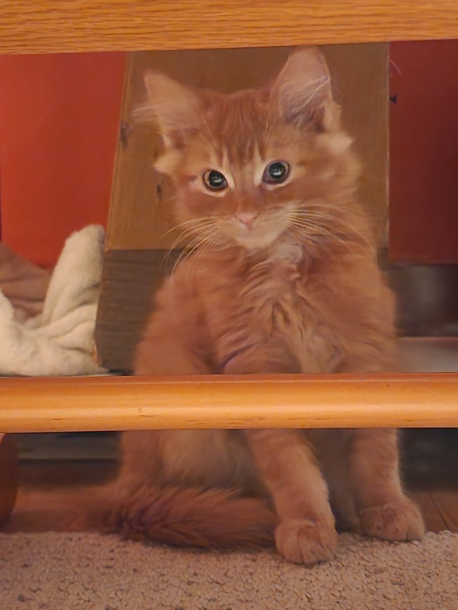 TomsAmps tweet media