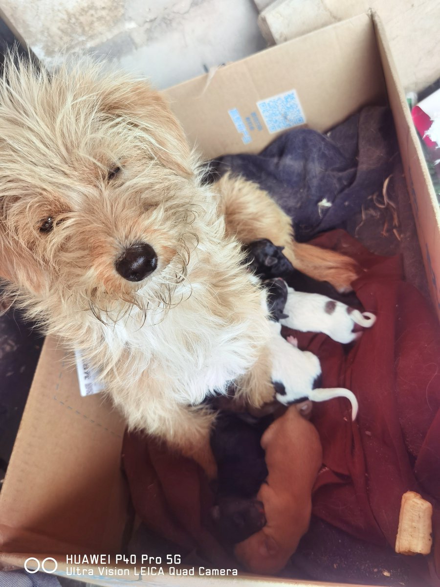 nick gholson tweet media