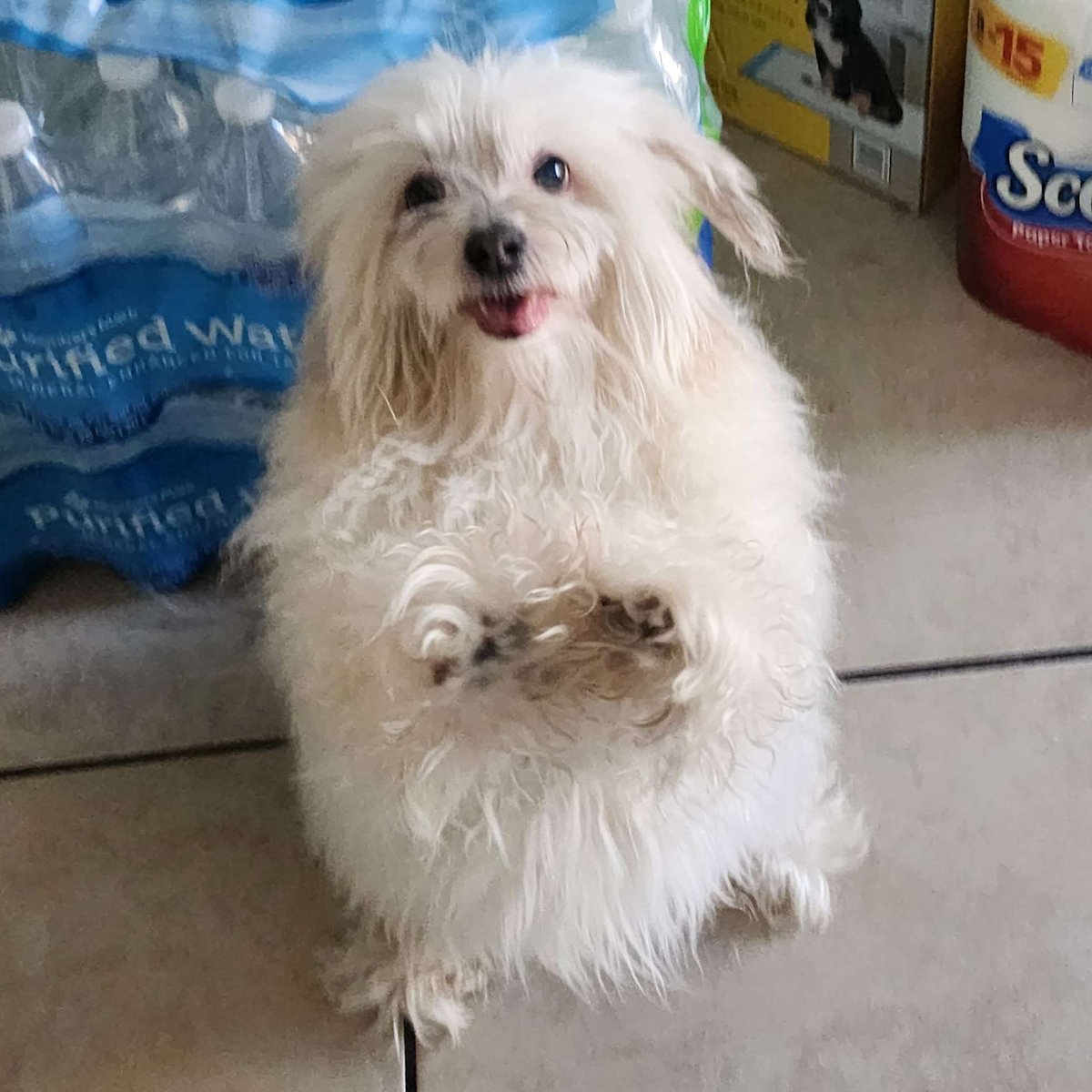 j | comms open | 🇵🇸 tweet media