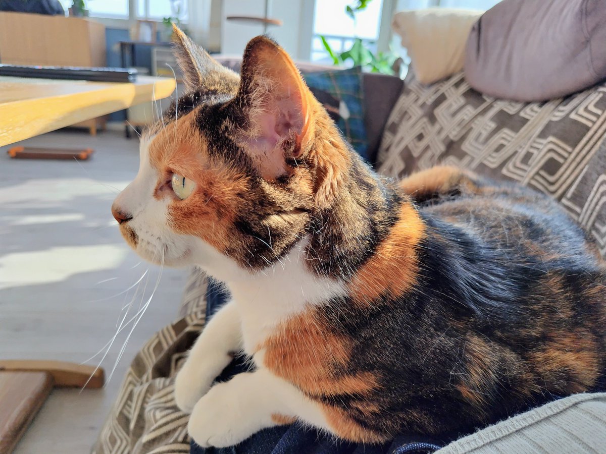 ネットで見た25歳の猫も26歳まで生きた猫も27歳まで生きた猫も三毛だったので、今年で15になるうちの三毛への期待が高まる。