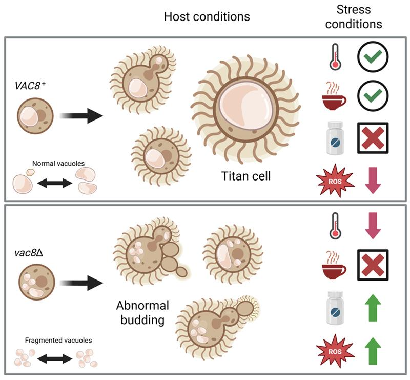 JoF_MDPI's tweet image. New in Journal of Fungi: Vac8 in Cryptococcus neoformans regulates vacuolar dynamics, stress responses, and virulence traits—highlighting the fungal vacuole as a potential antifungal target.

🔗 doi.org/10.3390/jof111…

#Mycology #FungalPathogens #Cryptococcus