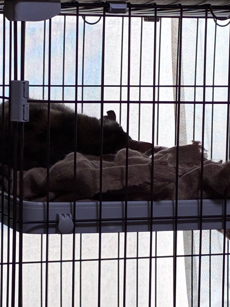 目黒しおり tweet media