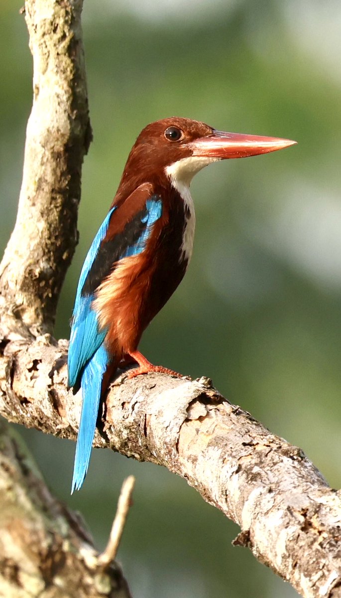 mark@birdingpinoso tweet media