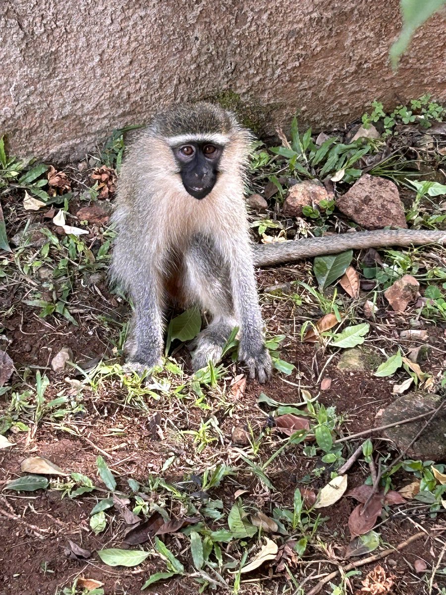 Joseph Beyanga Joe Walker tweet media