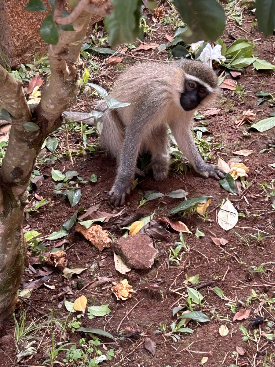 Joseph Beyanga Joe Walker tweet media