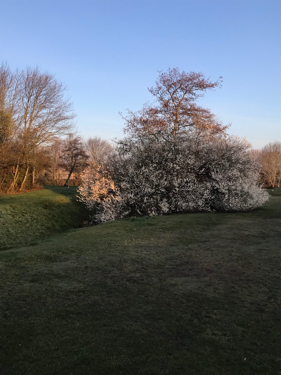 shugiehughie's tweet photo. Birds singing just adding to the atmosphere of another glorious Spring morning #TheHighlands https://t.co/x4vS4fvYn0