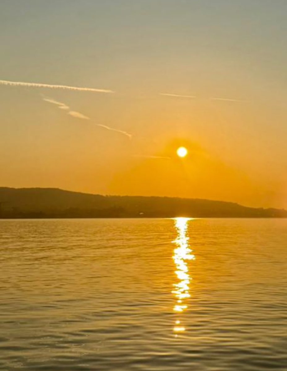 A☀️🐬 tweet media