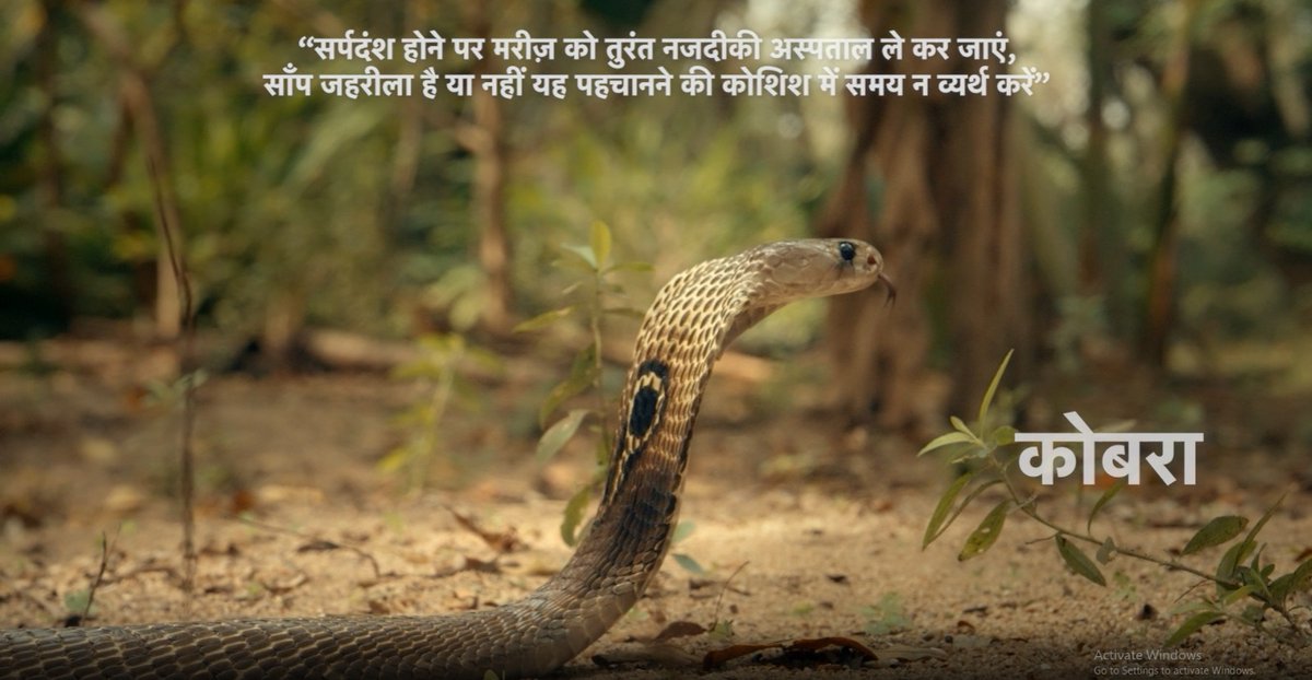 NCDCMoHFW's tweet photo. Snakebite awareness film developed by NCDC, MoHFW in collaboration with stakeholders wins prize at International film festivals in social film category.#NAPSE #Snakebite prevention and control.
https://t.co/k27yL6Jx4h https://t.co/1Dv8hF9Vhd