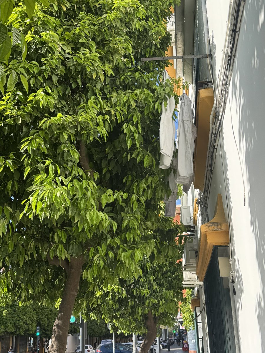 Antonio Rodríguez tweet media