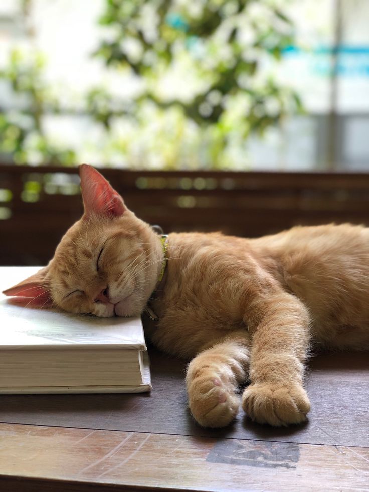 💀 𝐃𝐄𝐕𝐈𝐋 💀 tweet media