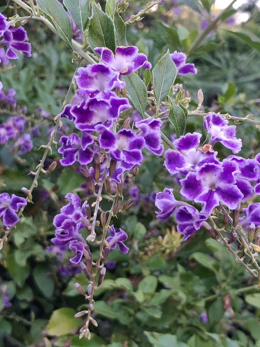 Mrs B Awesome tweet media