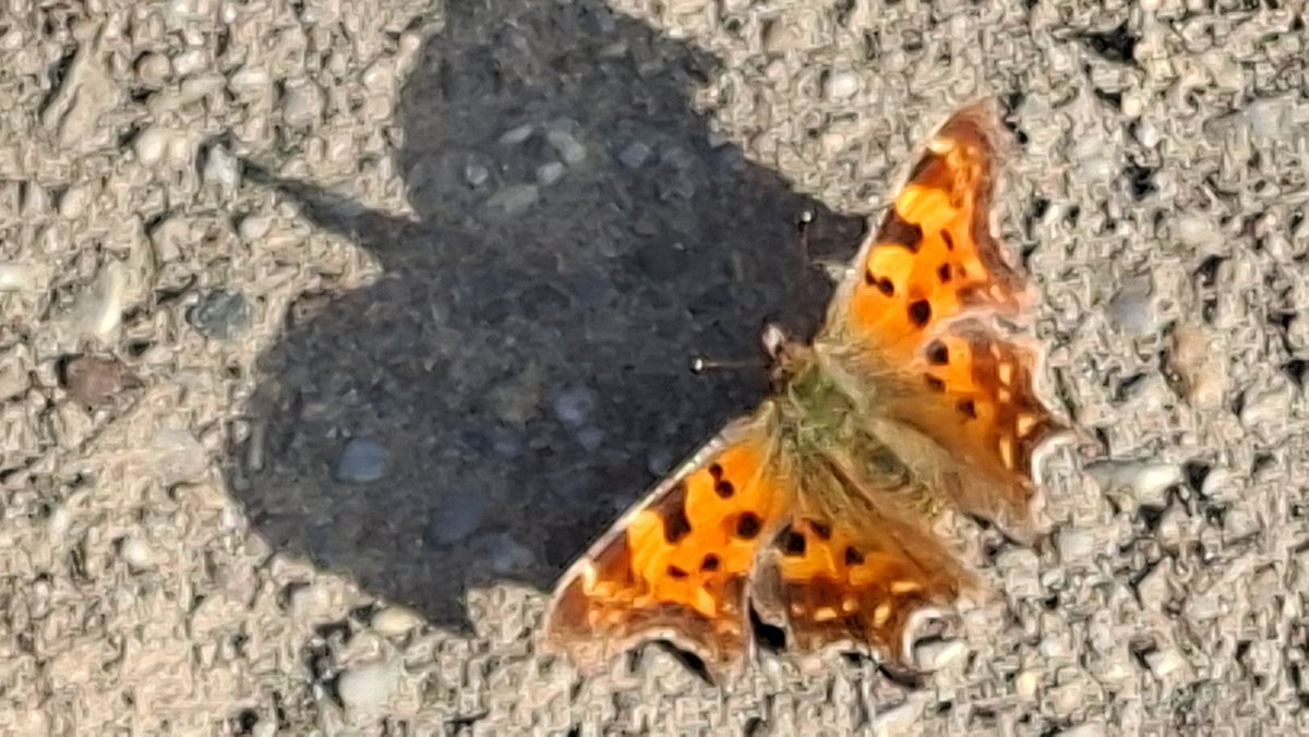 Ger Wijnhoven tweet media