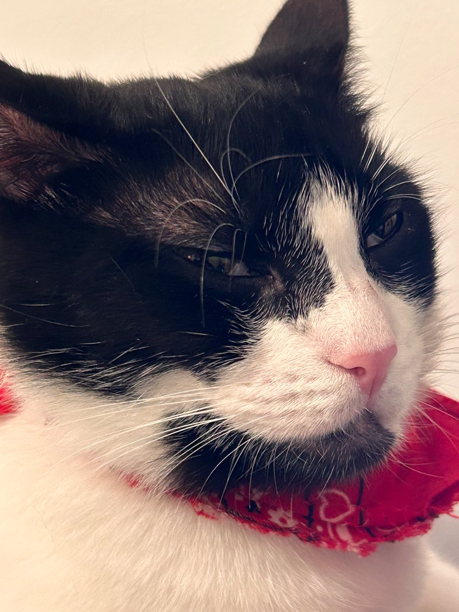 Josie M. tweet media