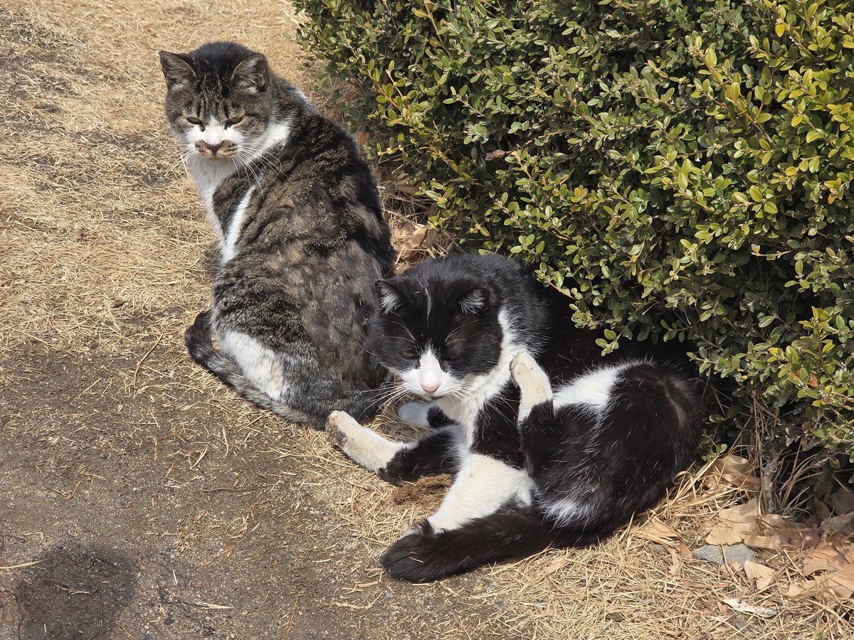 도살자 tweet media